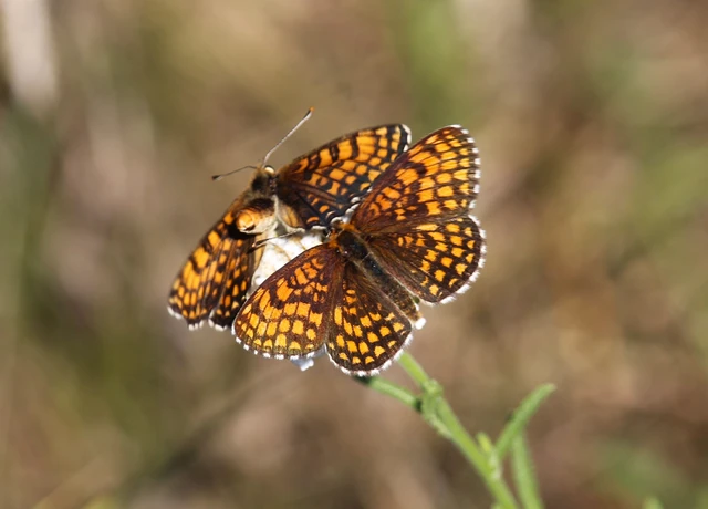 Melitaea athalia - közönséges tarkalepke