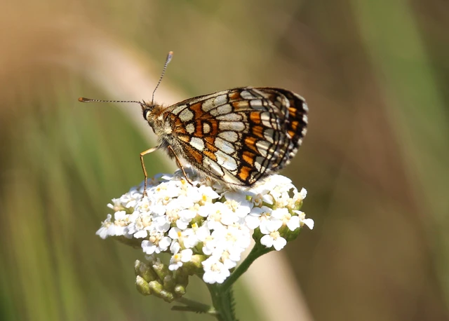 Melitaea athalia - közönséges tarkalepke