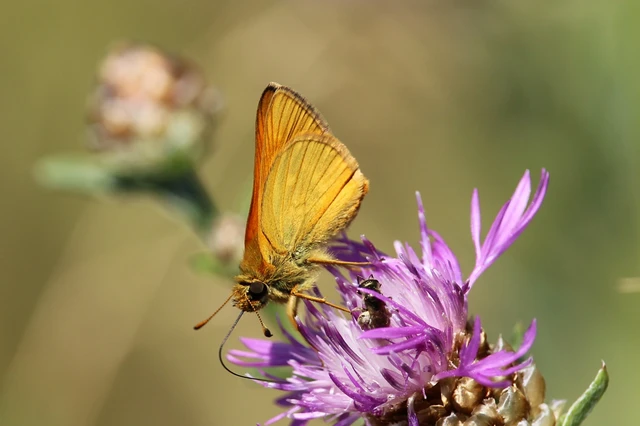Ochlodes sylvanus - erdei busalepke