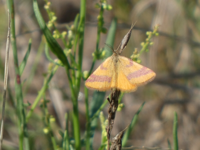 Lythria cruentaria - bíborcsíkos araszoló