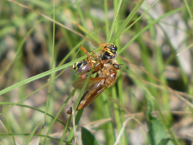 Stenopogon sabaudus