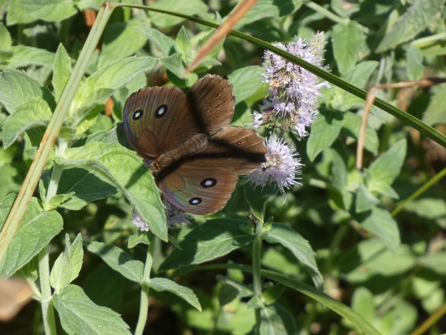 Minois dryas - fekete szemeslepke