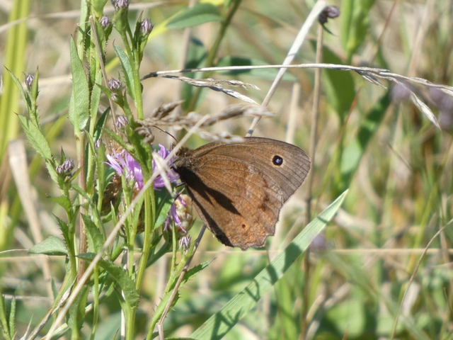 Minois dryas - fekete szemeslepke