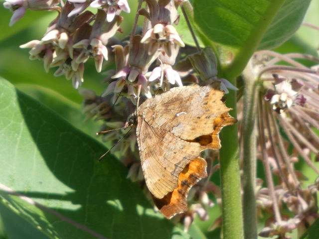Nymphalis c-album - C-betűs lepke