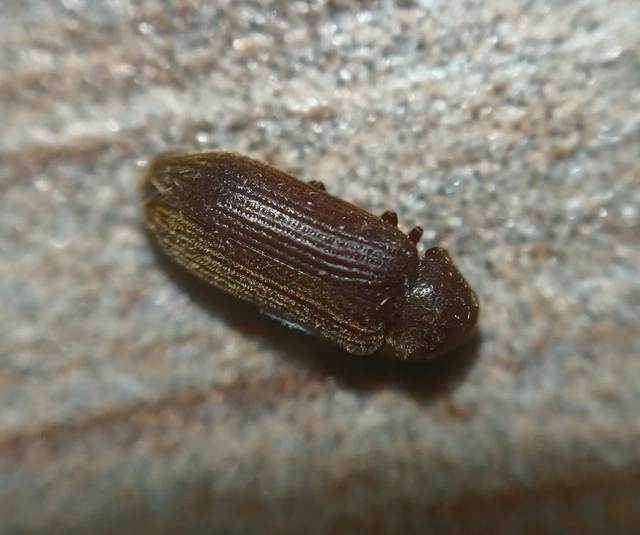Ptinidae - tolvajbogarak