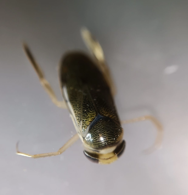 Corixidae - búvárpoloskák Corixidae - búvárpoloskák
