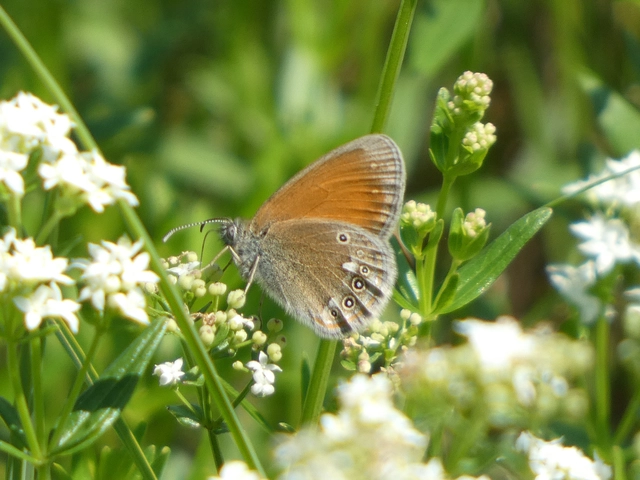 Coenonympha glycerion - közönséges szénalepke