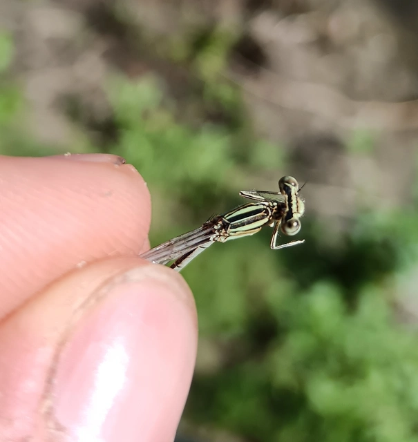 Platycnemis pennipes - széleslábú szitakötő