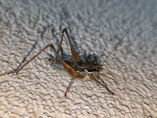 Pachytrachis gracilis - karcsú szöcske