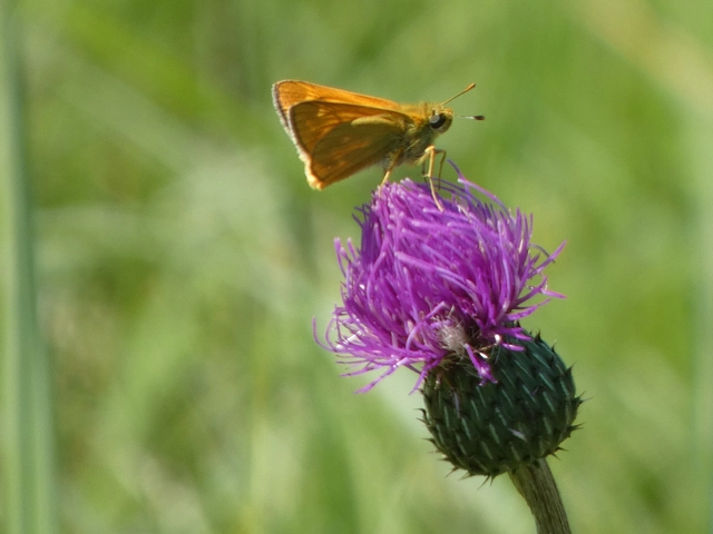 Ochlodes sylvanus - erdei busalepke