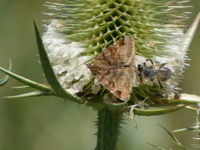Euclidia glyphica - közönséges nappalibagoly