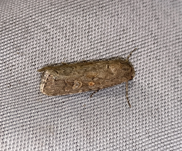 Spodoptera exigua - apró jegyesbagoly