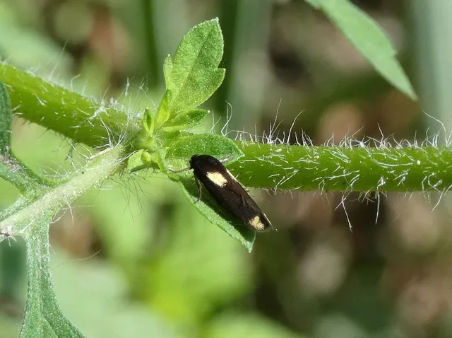 Scythris sinensis - aranyfarú zöldmoly