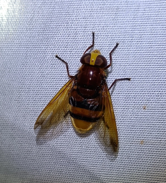 Volucella zonaria - kétöves pihelégy Volucella zonaria - kétöves pihelégy