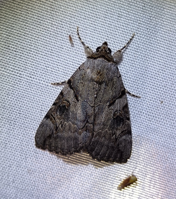 Catocala hymenaea - kökény-övesbagoly