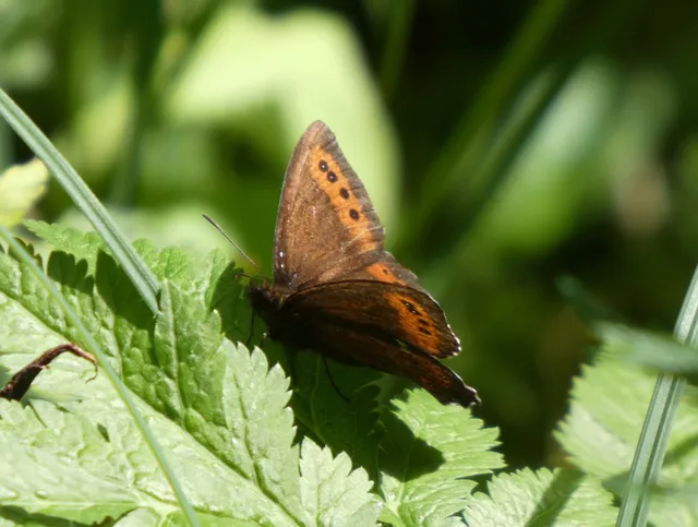 Erebia ligea - fehércsíkú szerecsenlepke