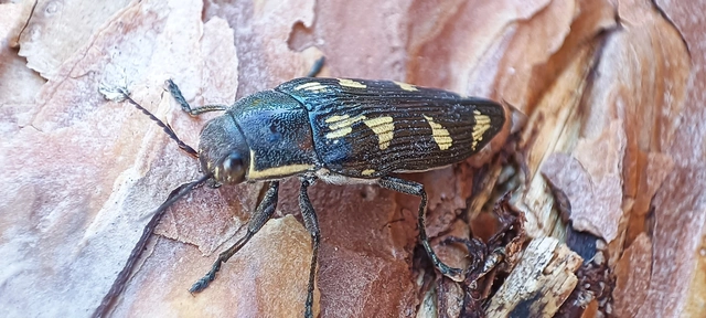 Buprestis novemmaculata - kilencfoltos díszbogár