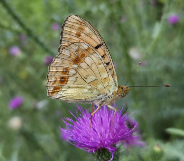 Argynnis adippe - ezüstös gyöngyházlepke