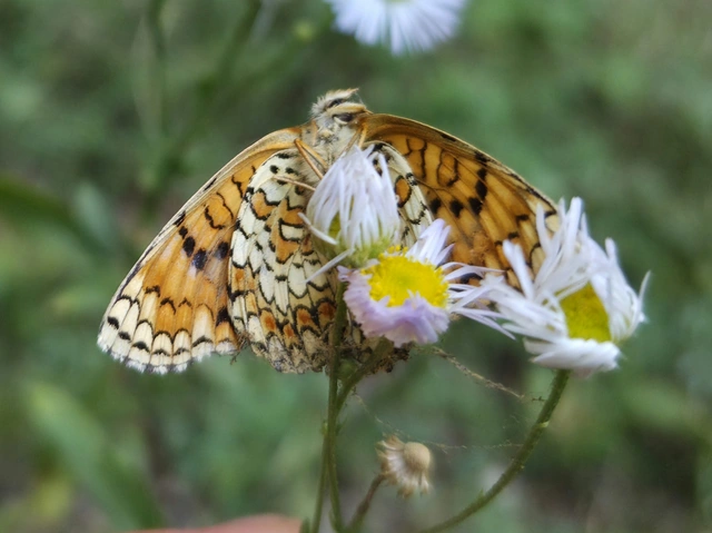 Melitaea phoebe - nagy tarkalepke