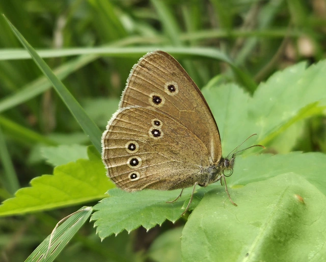 Aphantopus hyperanthus - közönséges ökörszemlepke
