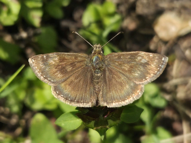 Erynnis tages - cigánylepke