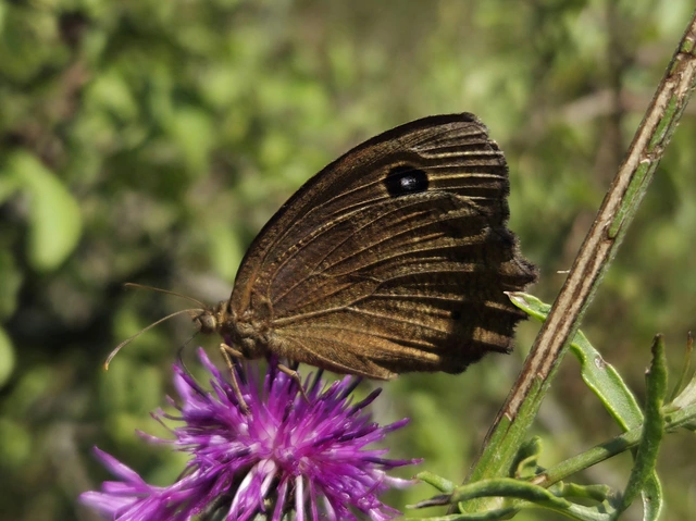 Minois dryas - fekete szemeslepke