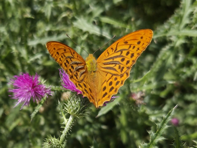 Argynnis paphia - nagy gyöngyházlepke