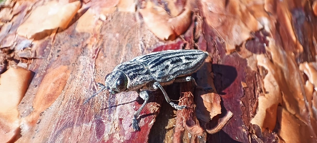 Chalcophora mariana - nagy fenyvesdíszbogár