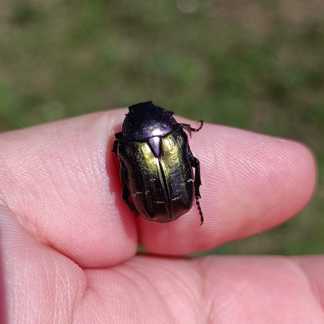 Cetonia aurata - aranyos virágbogár