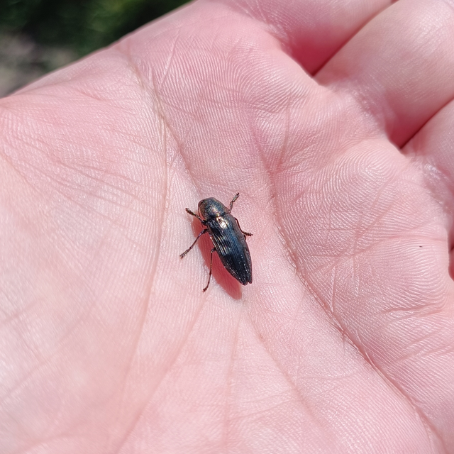 Buprestis haemorrhoidalis - foltosfejű díszbogár