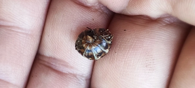 Glomeris