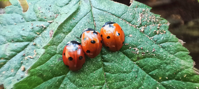 Coccinella septempunctata - hétpettyes katica