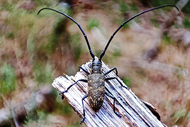Monochamus galloprovincialis pistor - foltos fenyvescincér