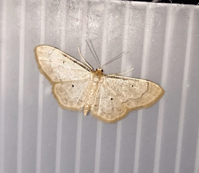 Idaea politaria - vonalas apróaraszoló