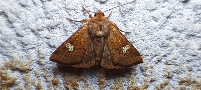 Amphipoea oculea - nagyfoltú lápibagoly