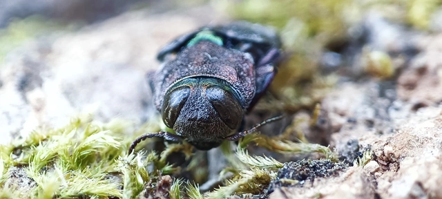 Chrysobothris affinis - aranypettyes díszbogár