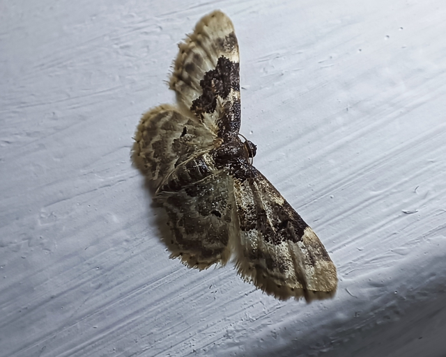 Idaea rusticata - tarka apróaraszoló