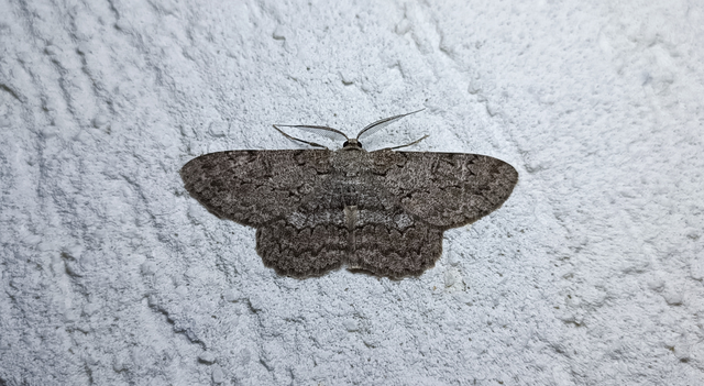 Hypomecis punctinalis - pettyes faaraszoló