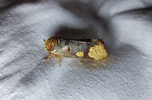 Phalera bucephaloides - magyar púposszövő