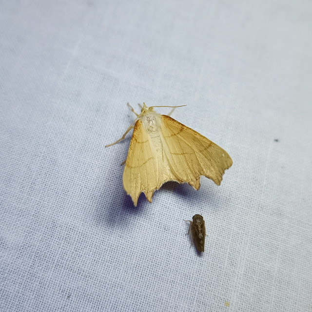 Ennomos erosaria - hársfa-levélaraszoló