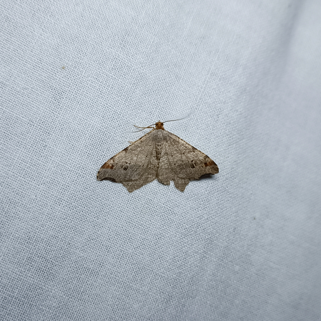 Macaria alternata - közönséges szürkearaszoló