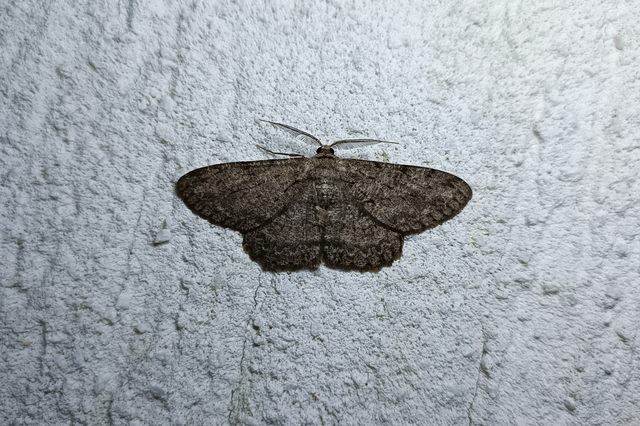 Hypomecis punctinalis - pettyes faaraszoló