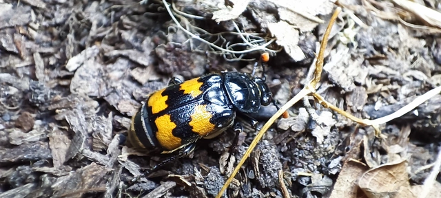 Nicrophorus interruptus - sárgaszőrű temetőbogár