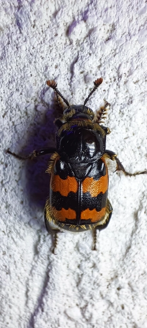 Nicrophorus vespillo - közönséges temetőbogár