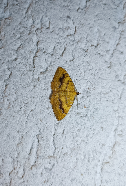 Camptogramma bilineata - kétvonalas sávosaraszoló