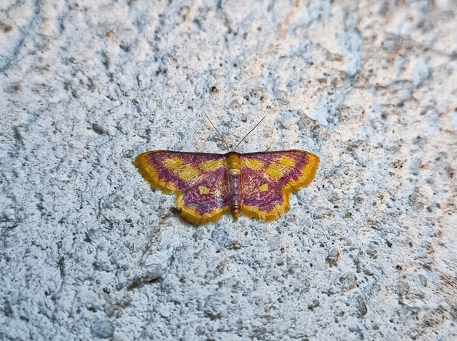 Idaea muricata - mocsári pirosaraszoló