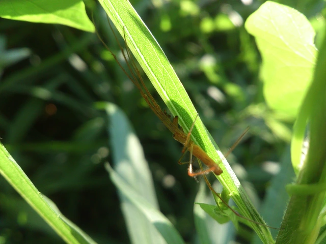 Tetragnatha