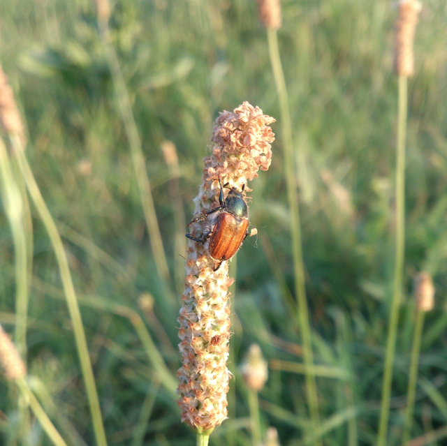 Chaetopteroplia segetum - rozsszipoly