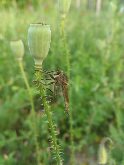 Asilidae - rablólégyfélék