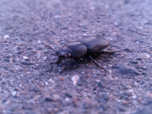 Dorcus parallelipipedus - kis szarvasbogár